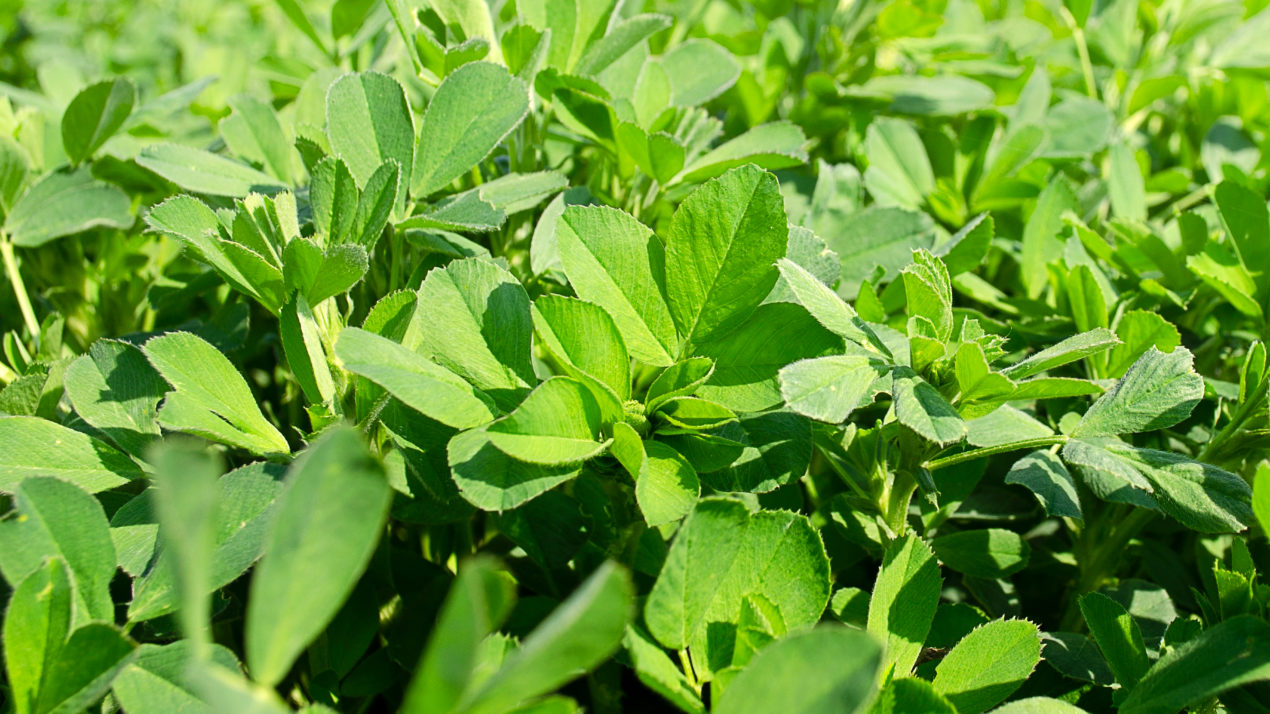 2021 Alfalfa Variety Ratings Now Available