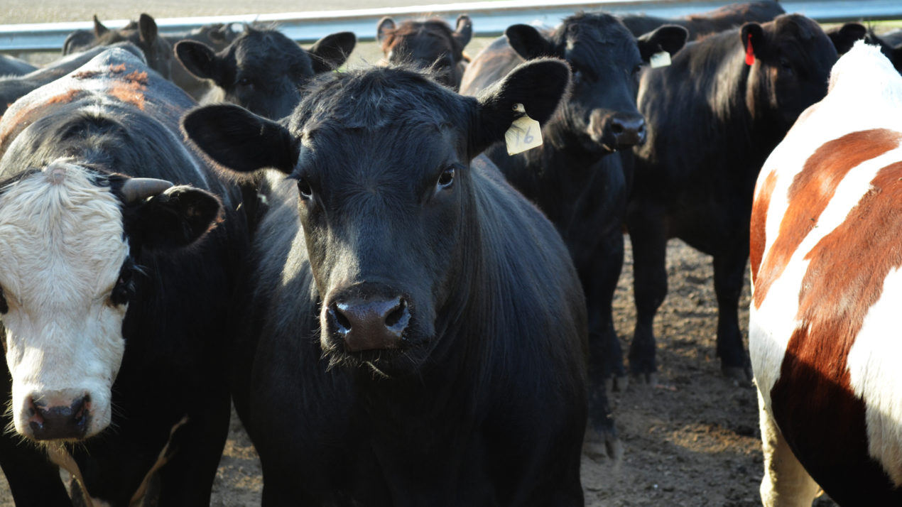 Cash Fed Cattle Markets Drop a Few Dollars in Wisconsin