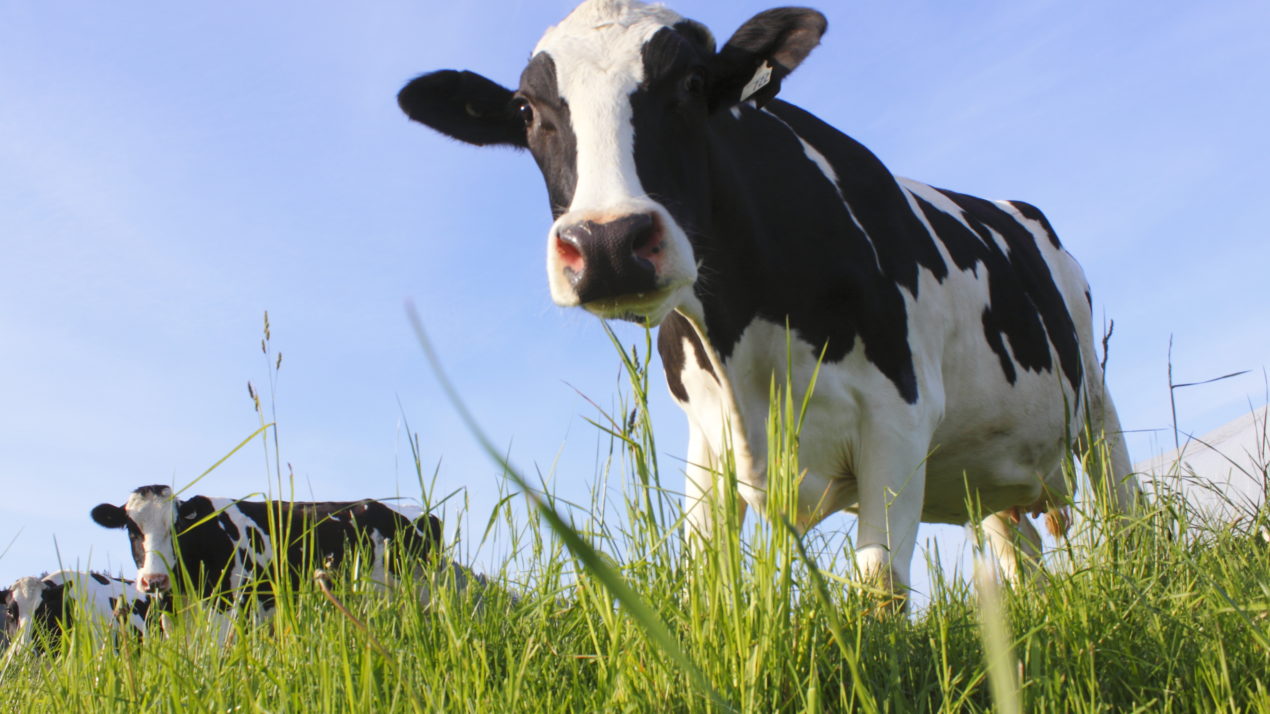 Dairy Farms Innovating Their Way to a Sustainable Future