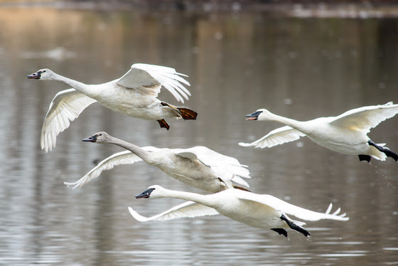 Hunters Reminded It’s Illegal To Shoot Trumpeter Swans