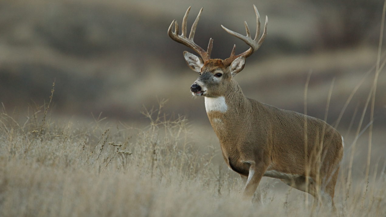 Hunters Rebound in 2020 Gun Hunt; Harvest Numbers Rise Nearly 16%
