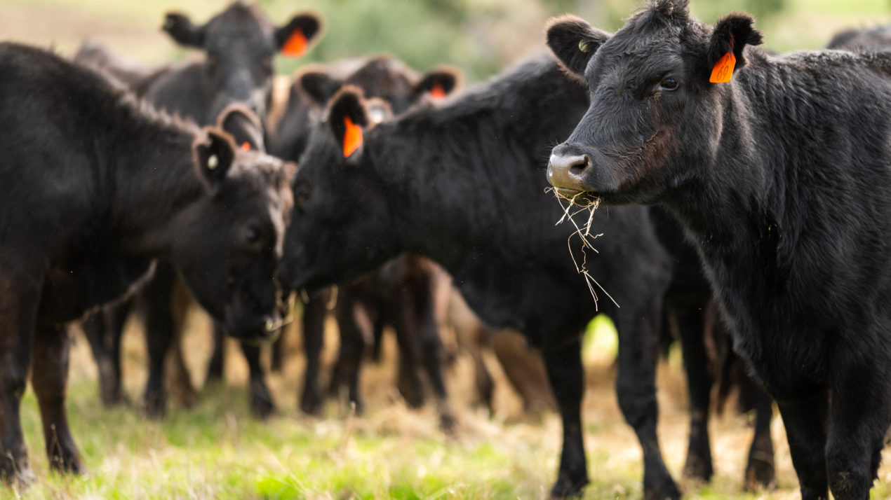 Livestock Markets Lose Holiday Momentum