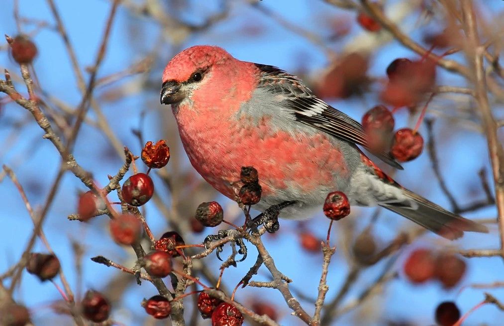 Winter Brings County of Boreal Birds to Wisconsin