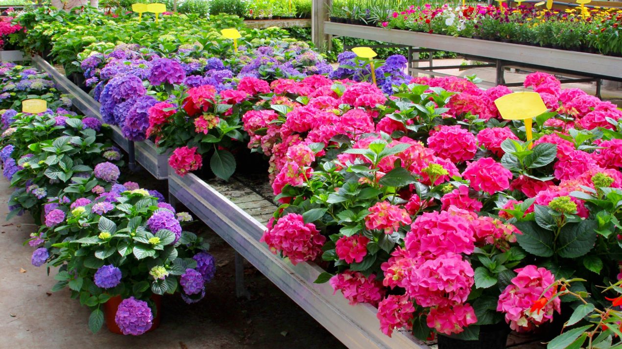 Wisconsin’s Floriculture Industry Worth $231 Million