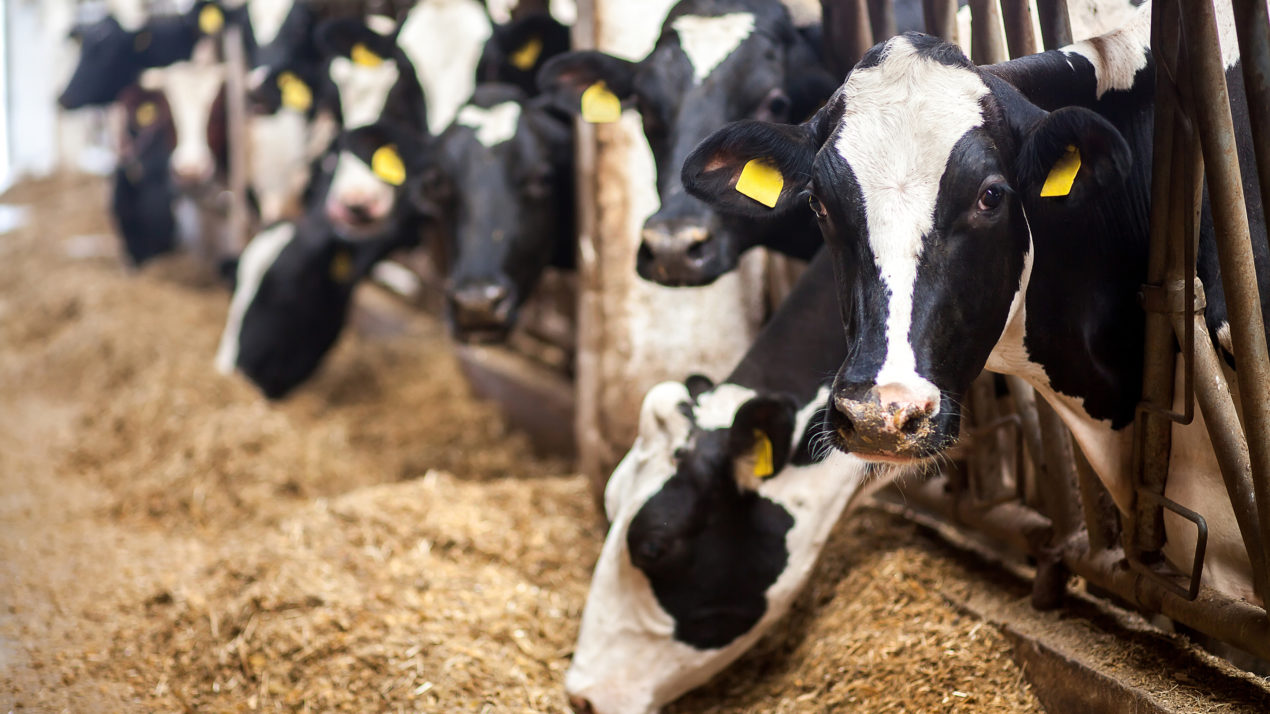 Dairy Business Association Sets Legislative Priorities for 2021