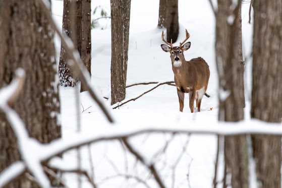 DNR Confirms CWD In Wood County Wild Deer