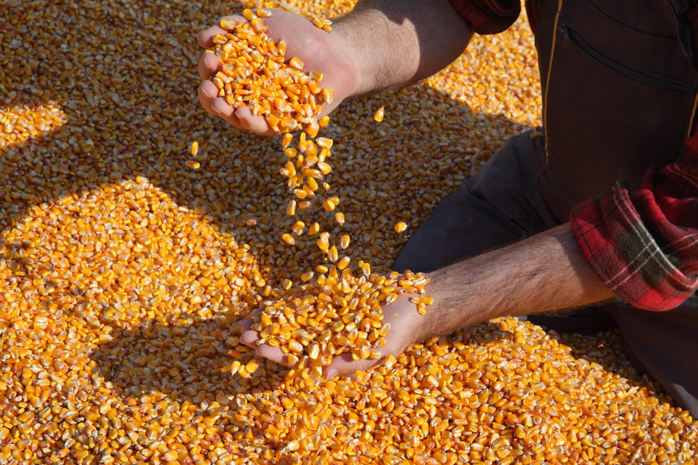 Final Crop Report Says 517 Million Corn Bushels in 2020