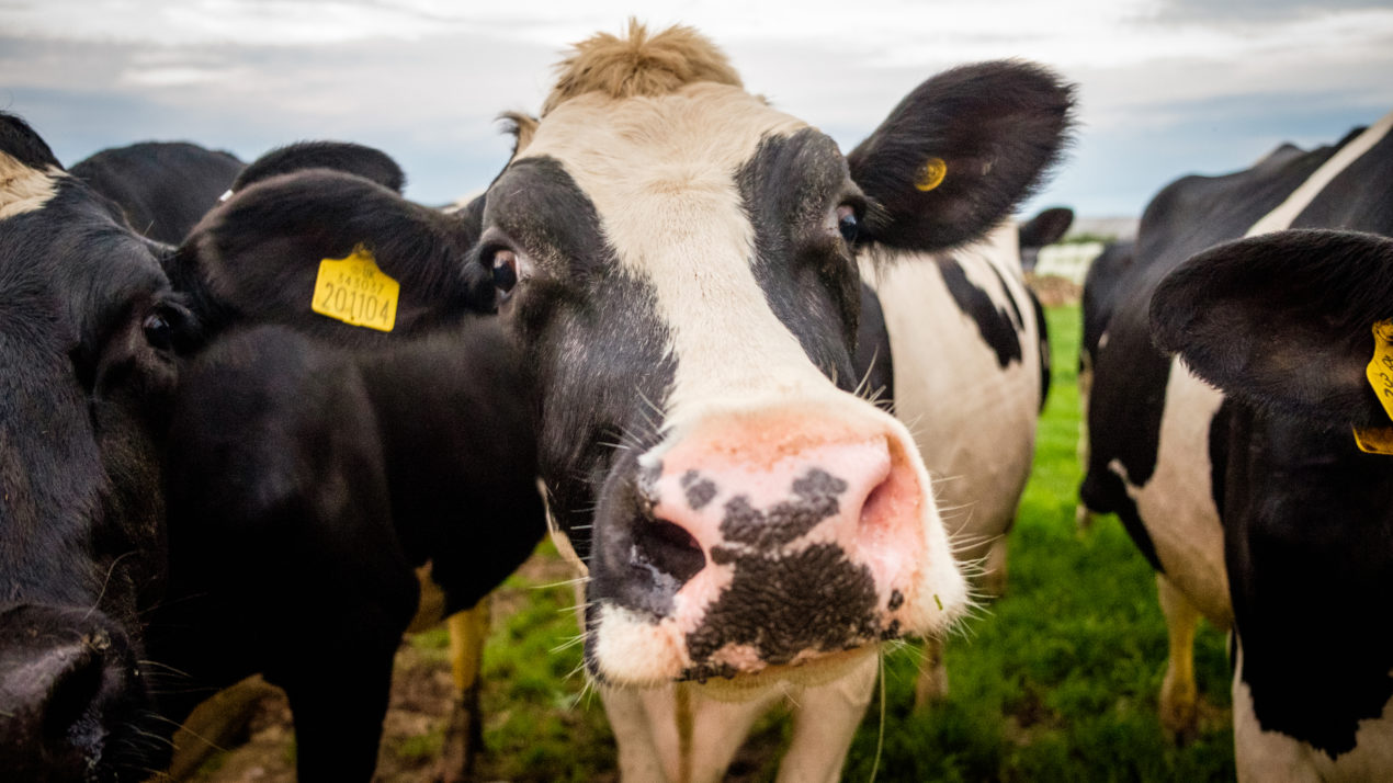 Hiring, management tools boost success on dairy farms