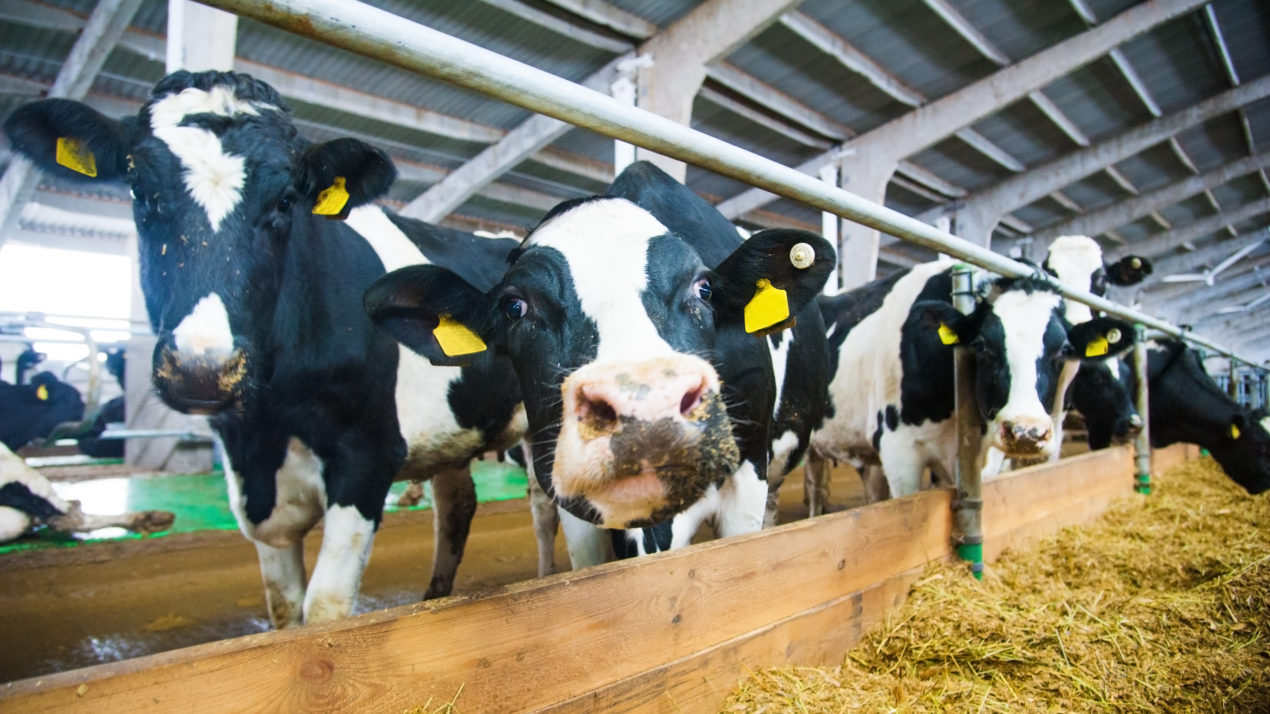 Partnerships Move Dairy Community Forward on Environmental Goals