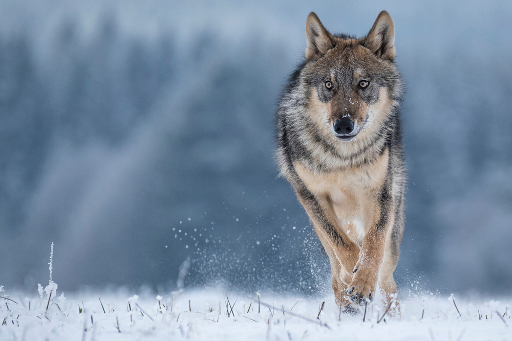 Wisconsin Farm Bureau Submits Testimony Supporting Wolf Hunting Season