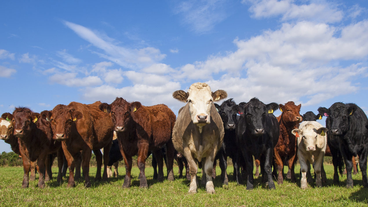 Beef Demand Expected to Be Good in Coming Weeks