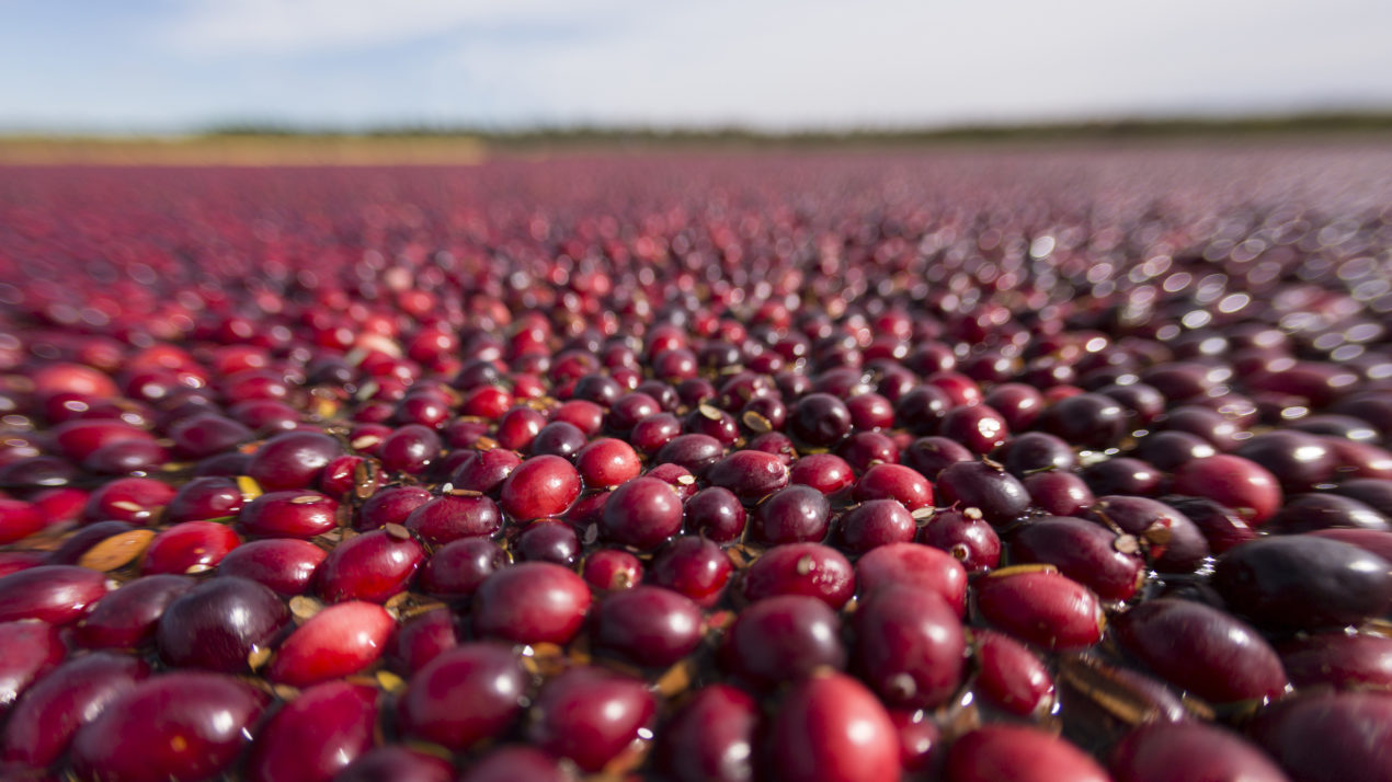 Cranberry Growers Hold Annual Meeting, Board Elections, and Awards