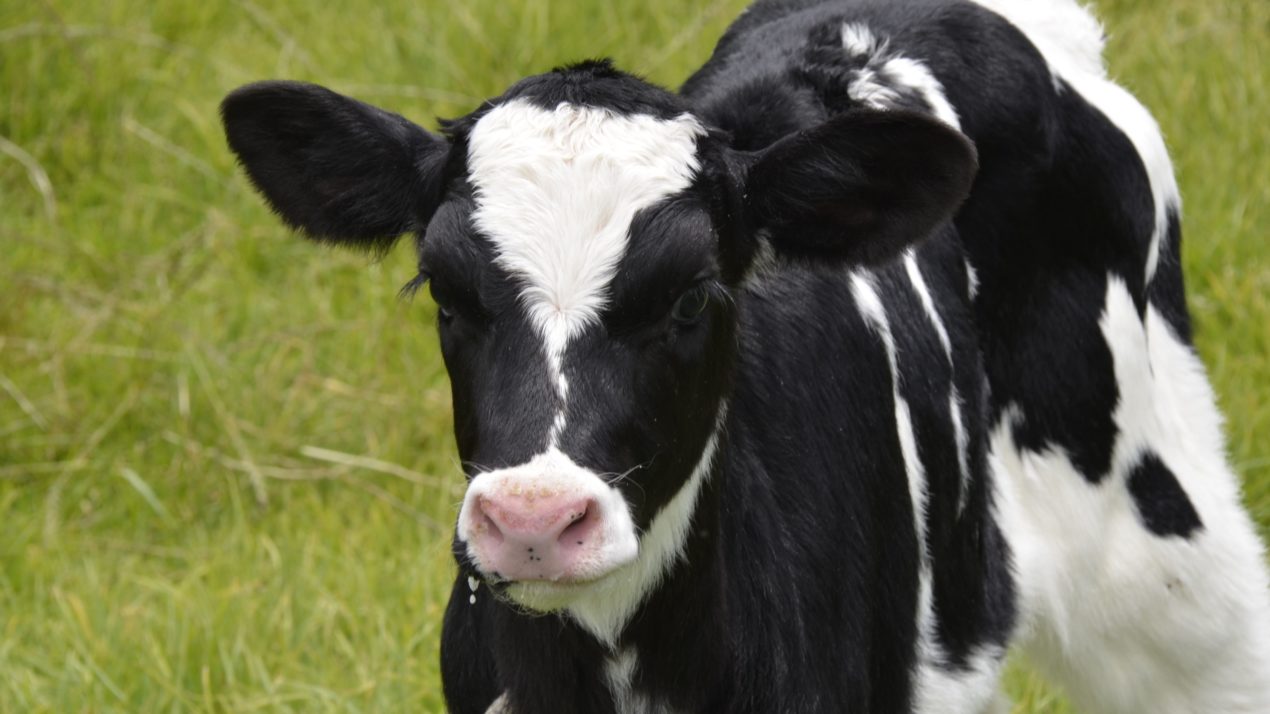 Dairy Calf & Heifer Meeting Heads To Appleton