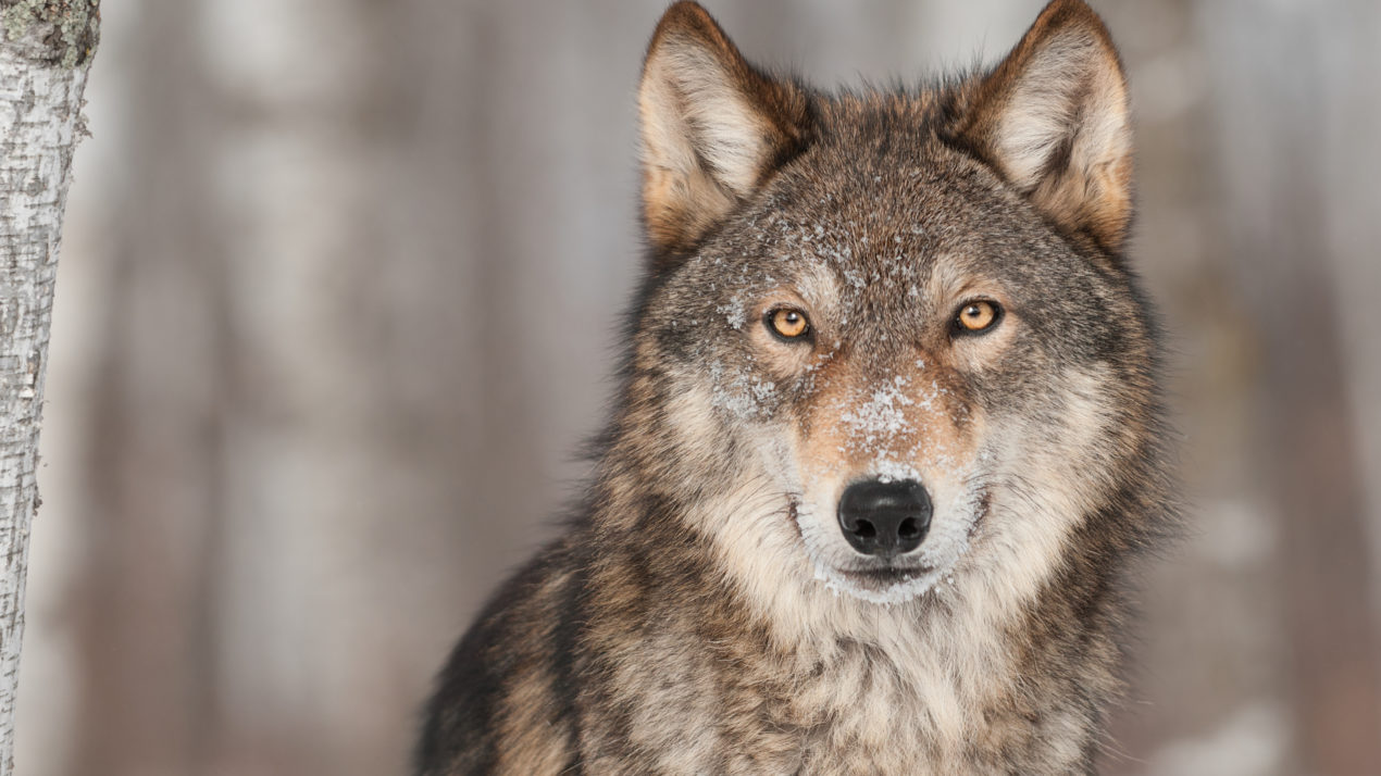 Wolf Harvest Zones 2,5,6 Will Close To Hunting And Trapping Effective 10 a.m. Feb. 24