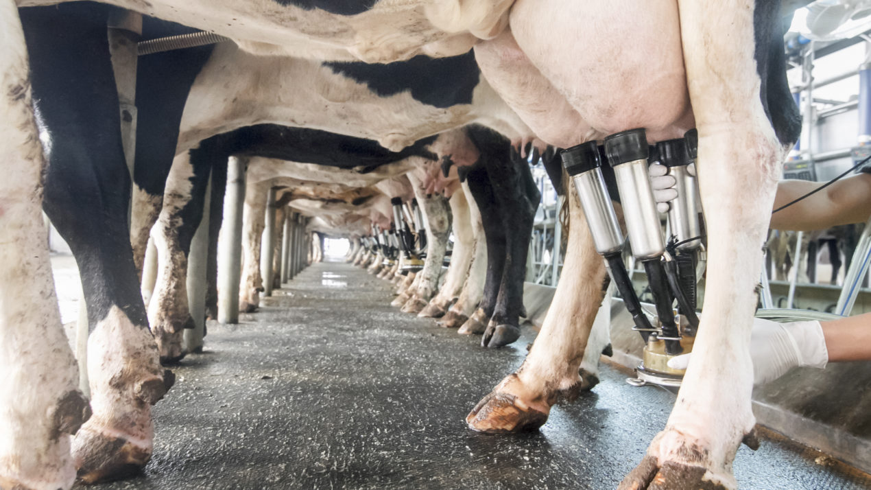 February milk production sees modest changes