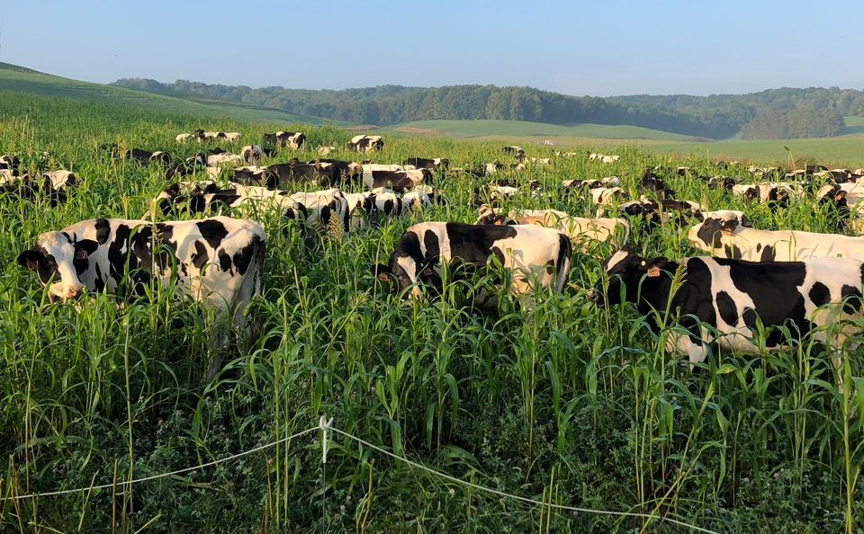 Four Farms to Demonstrate Benefits of Rotational Grazing on Cover Crops