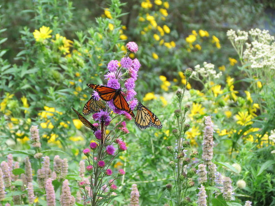Order Native Plants Now To Aid Birds, Bees, Butterflies And More