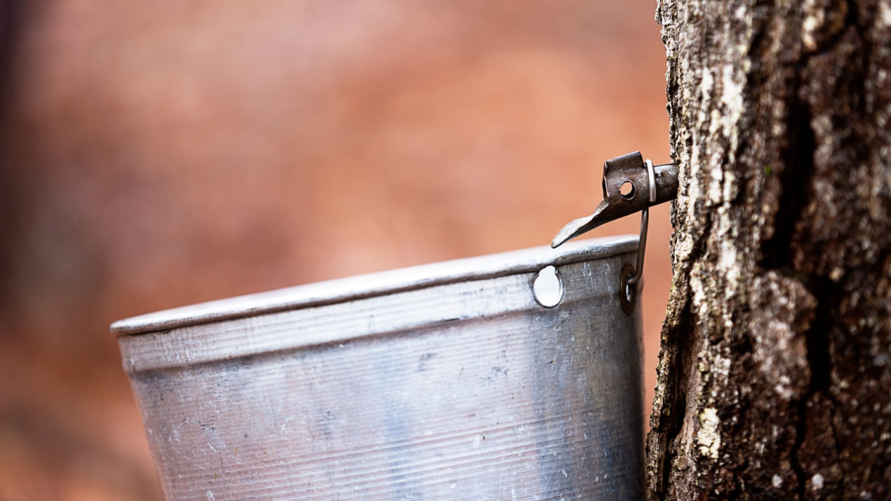 Tapping trees for maple syrup means spring is near