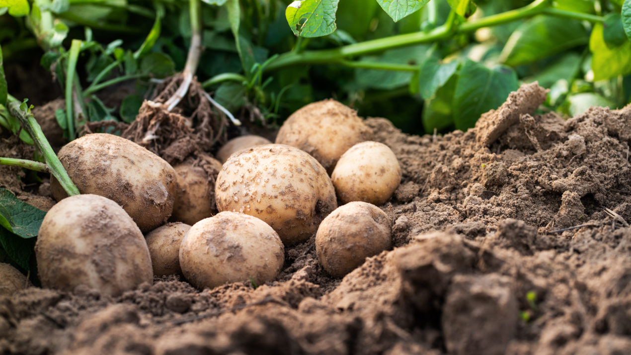 Wild potatoes tapped for late blight guard duty