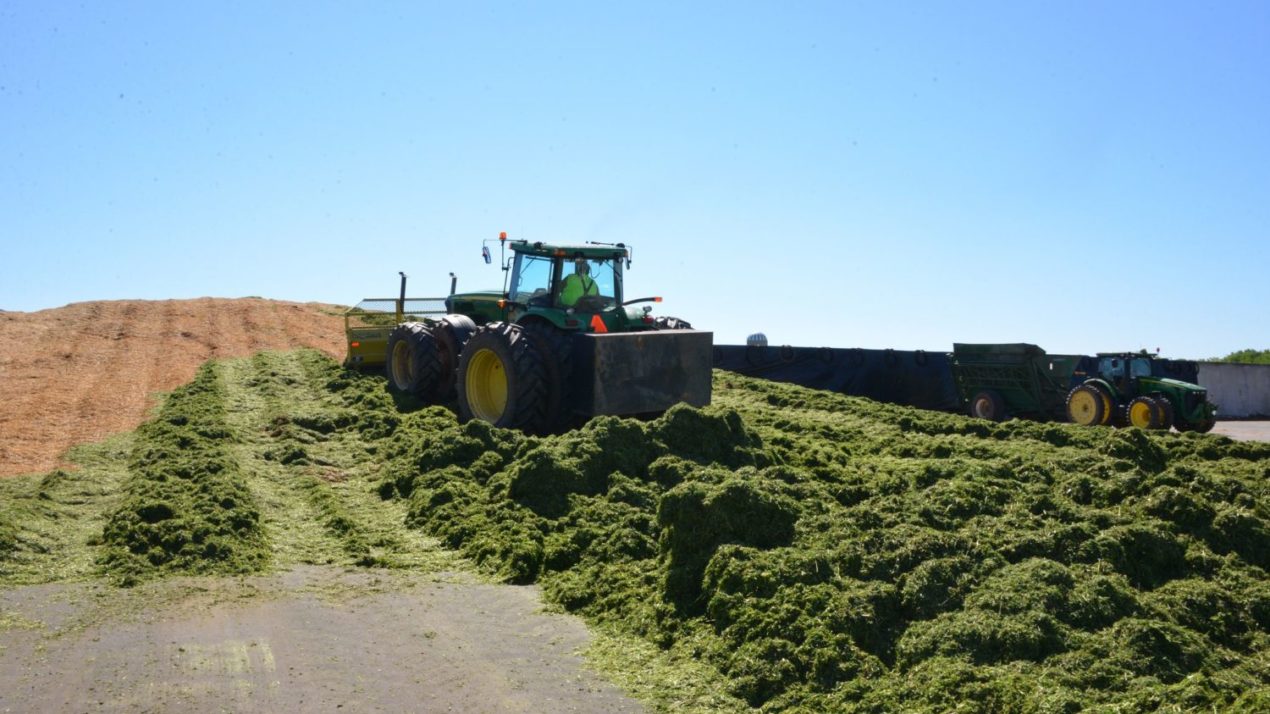 Alfalfa Producers May Qualify