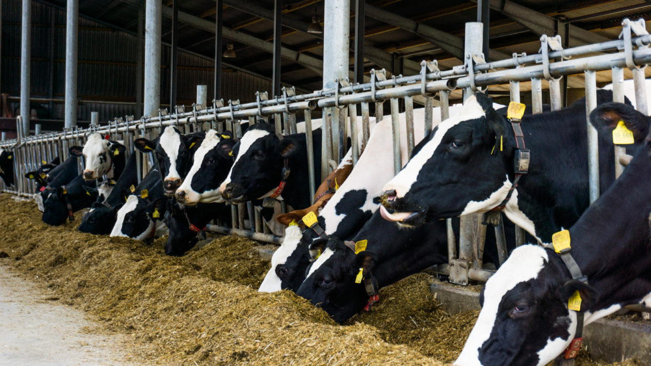 Dairy markets dipped in February