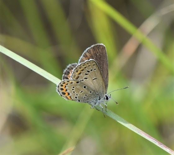 Volunteers Will Focus On Endangered Butterfly
