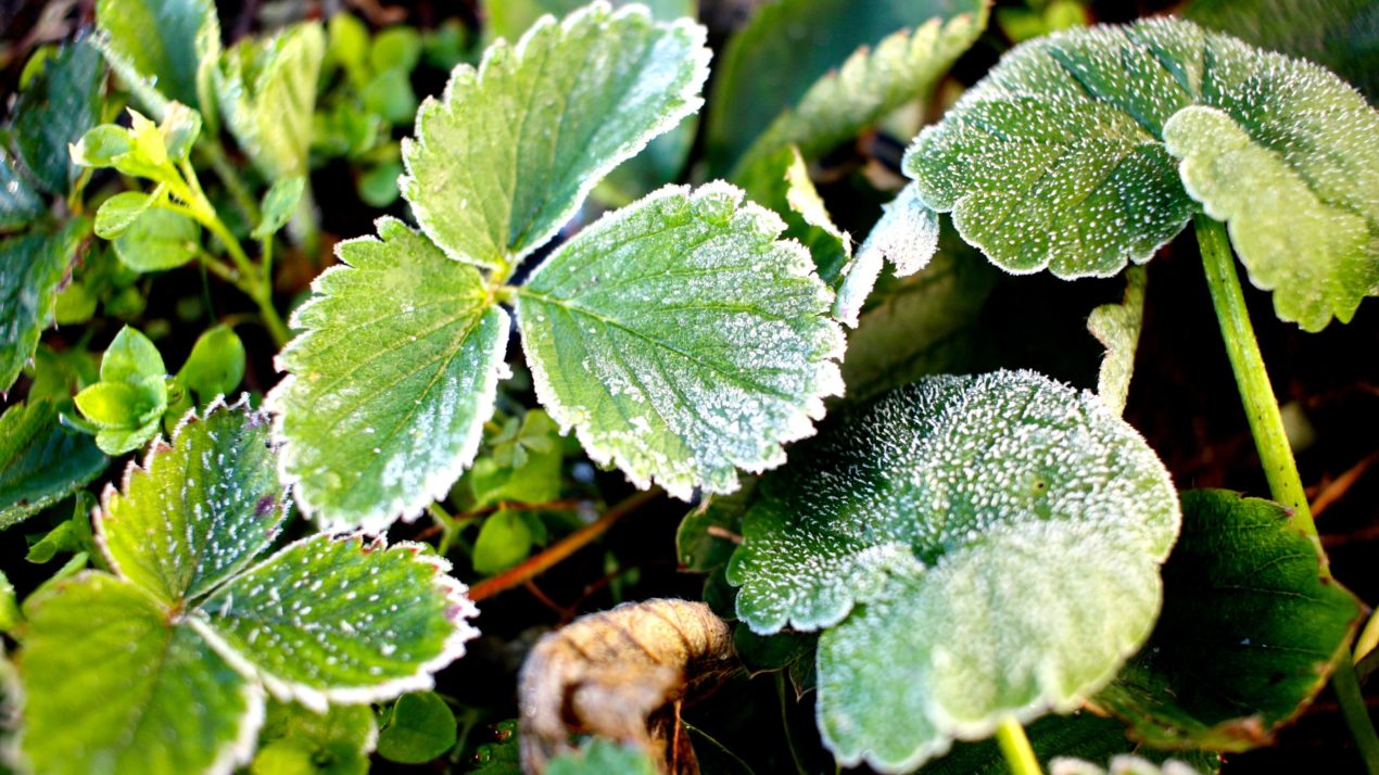 Brr…Cold For Sensitive Plants