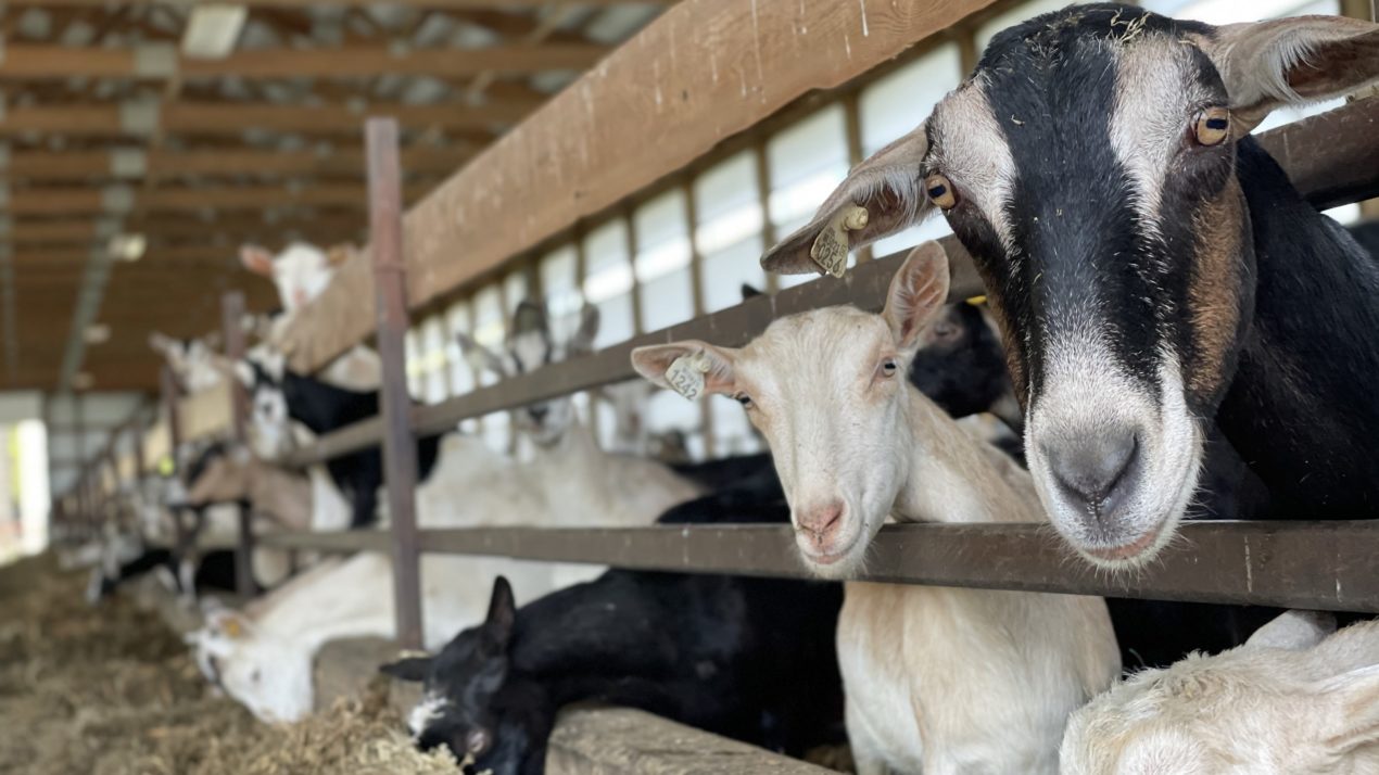 Dairy goat industry is strong in Wisconsin