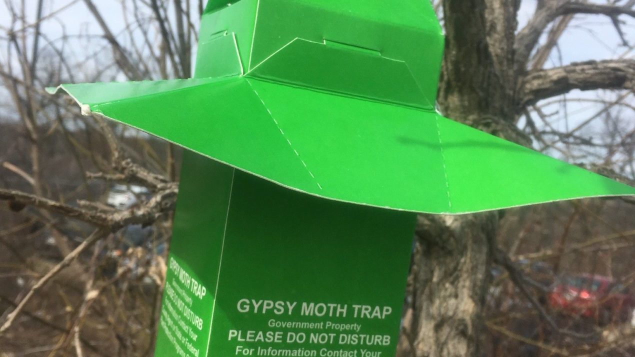 Gypsy Moth Traps Being Deployed