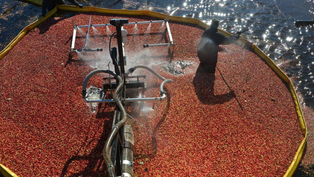State Cranberry Production Slipped