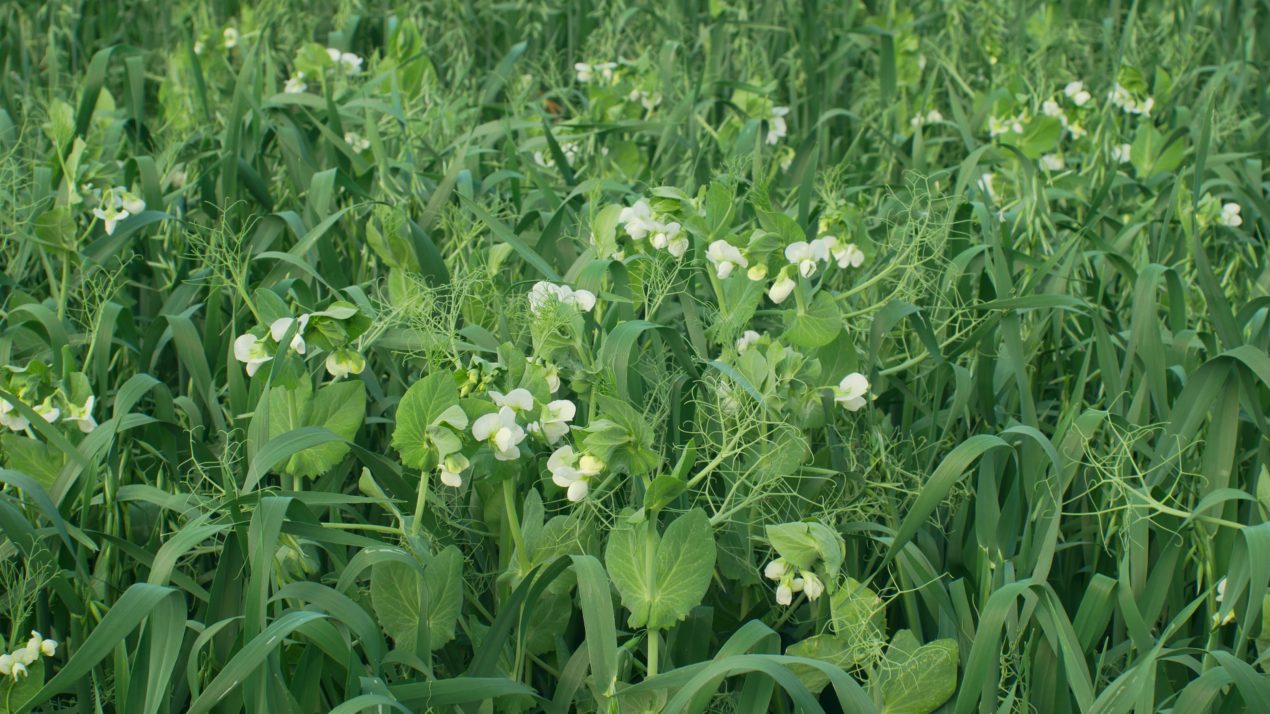 $5 Savings For Cover Crops