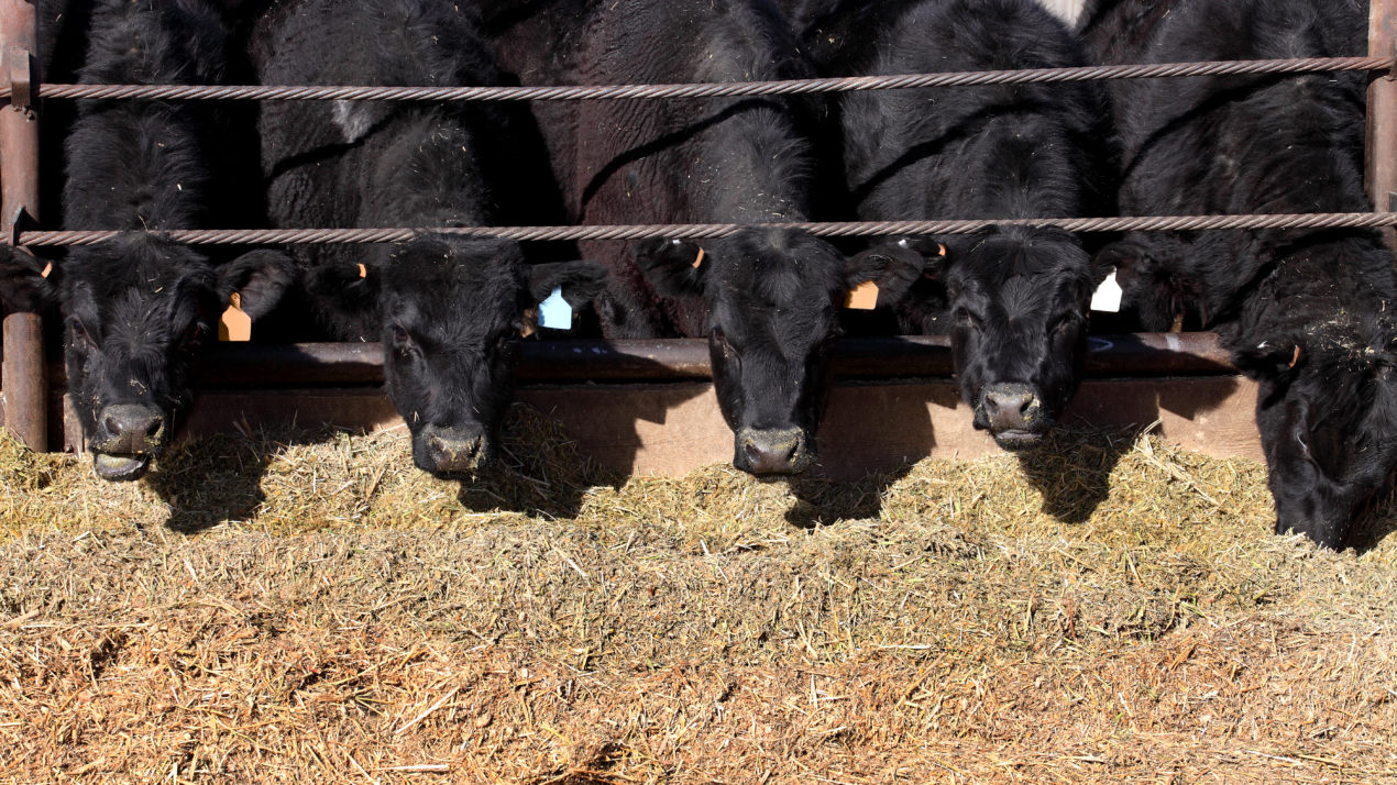 Beef Markets Struggle, Exports Up