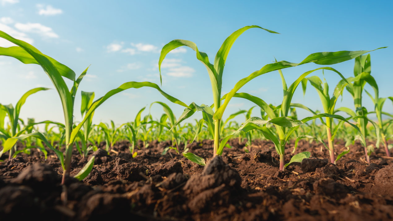 File Your Crop Acreage Reports