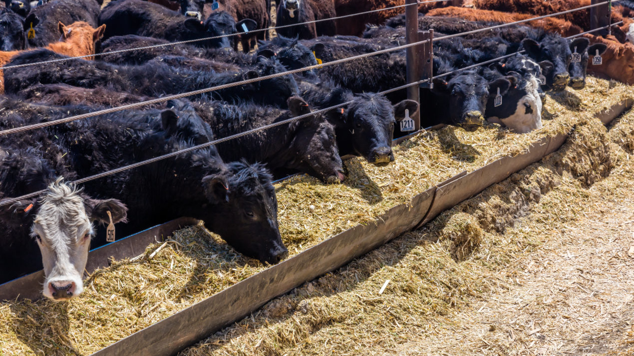 State Livestock Market Update