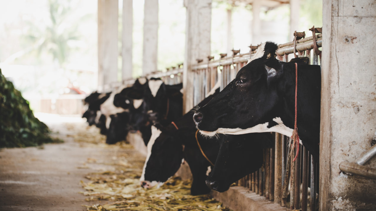 Cutting Dairy Industry Emissions