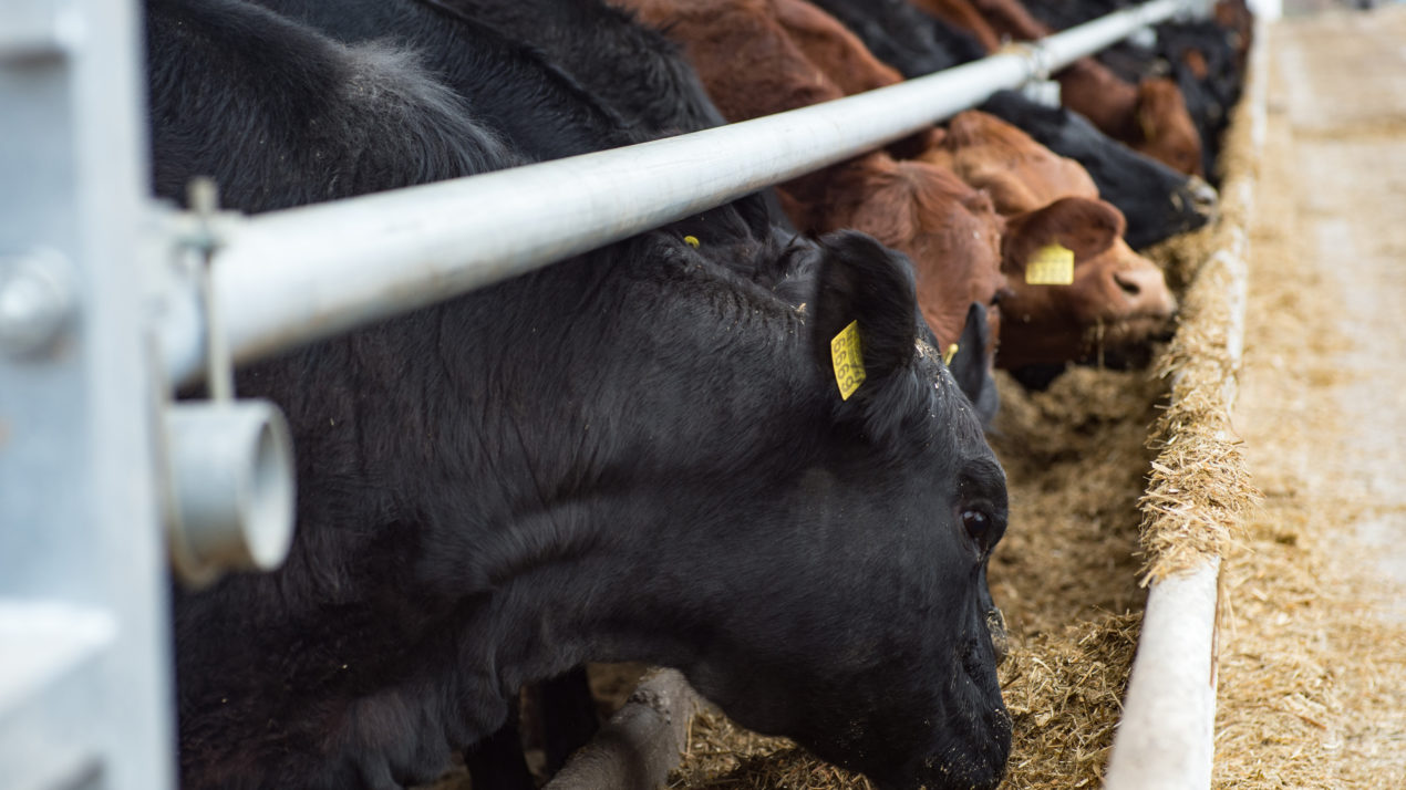 Lower Cattle On Feed Numbers