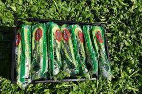 New Crop Celery In Full Swing