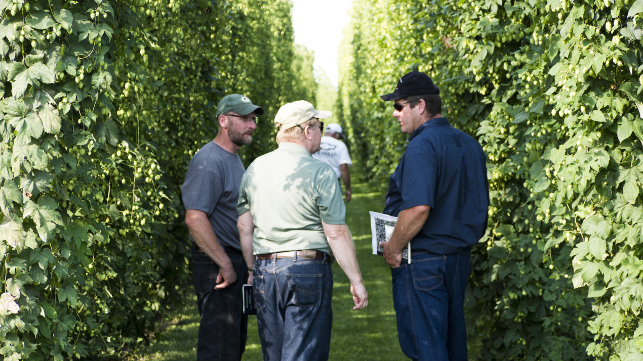 Raise A Glass To Wisconsin Hops