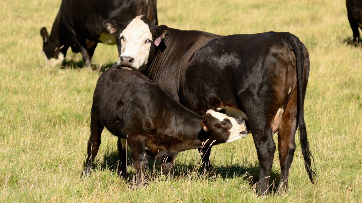 US Beef Cow Numbers Dropping