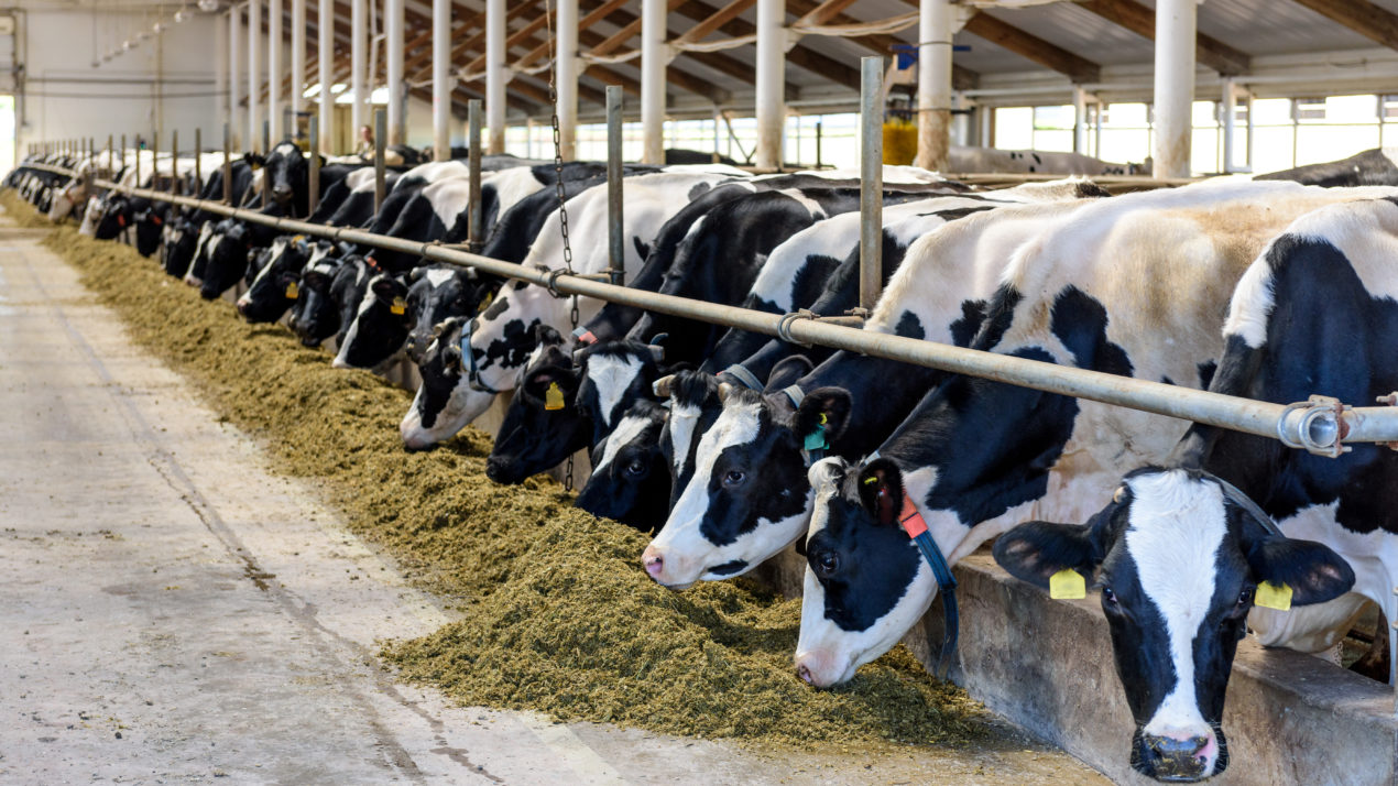 Dairy Groups Welcome USDA Aid