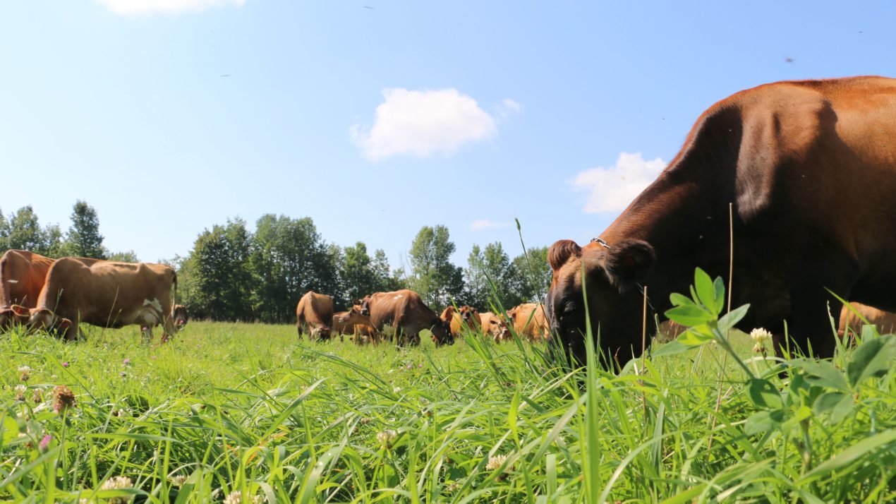 Emergency Acres Available For Grazing