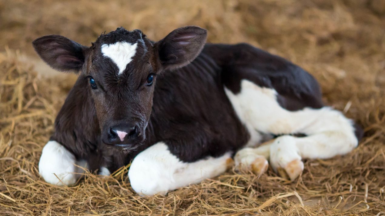 Enroll In ‘Adopt A Cow’