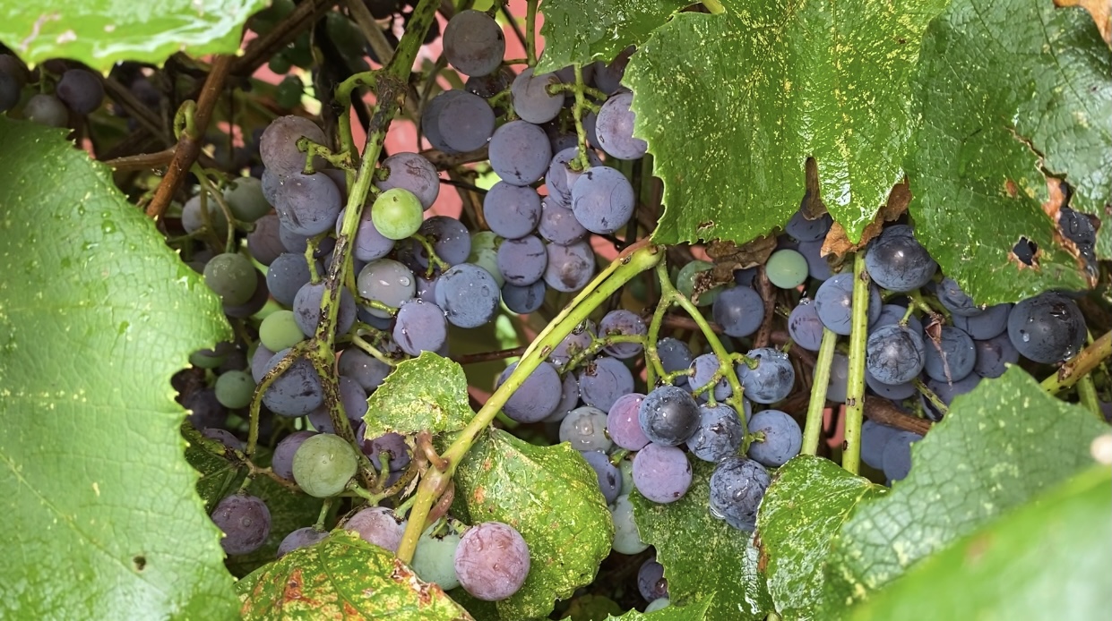 Harvesting Grapes With Gemplers