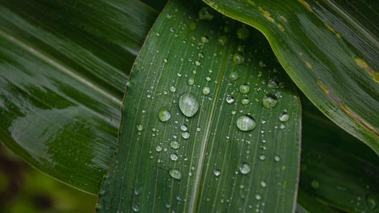 Recent Rains Improve Crop Condition