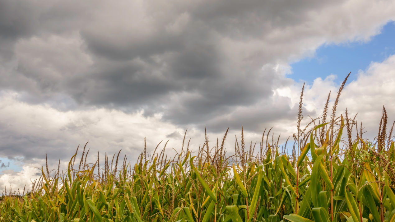 Wisconsin Corn Yields Fall