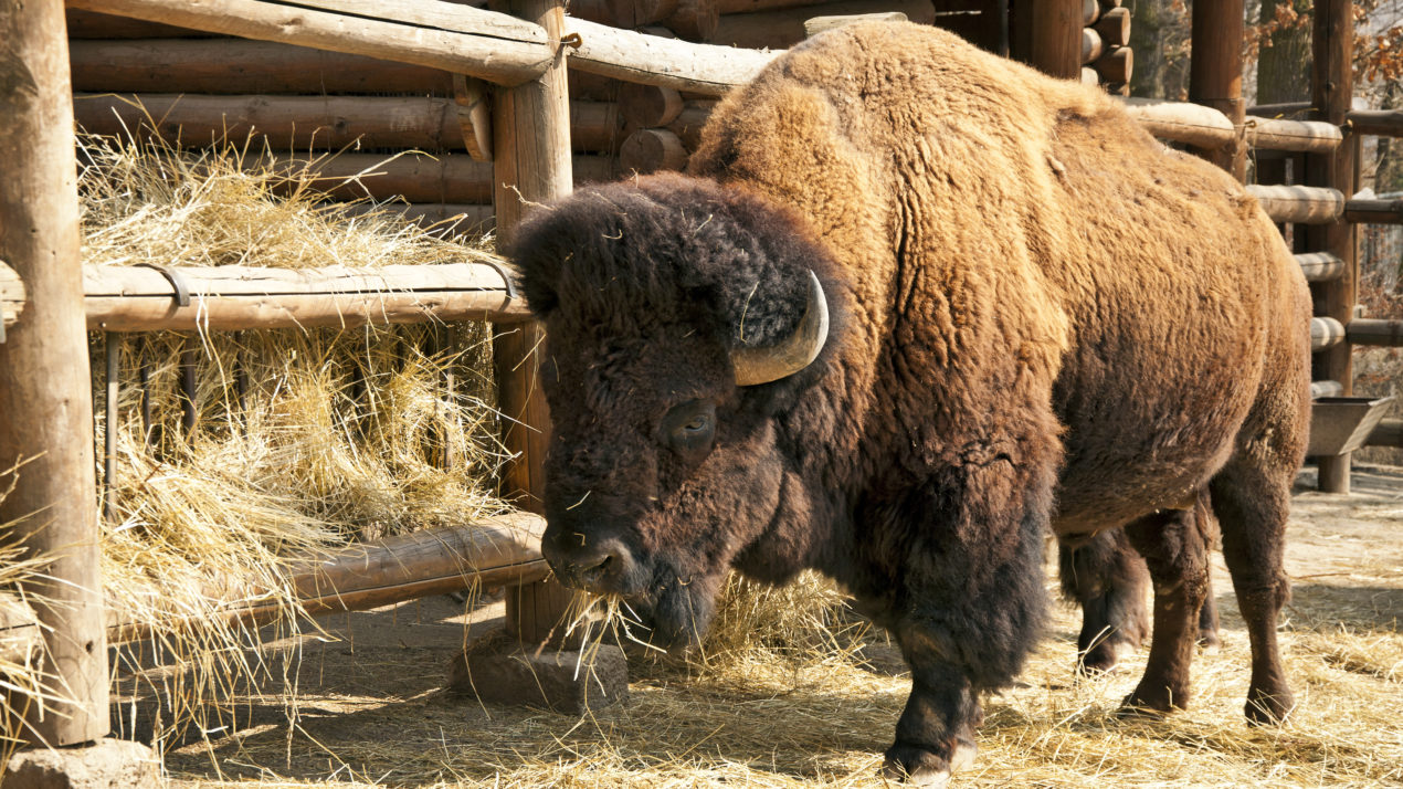 Bison Producers Prepare For Conference