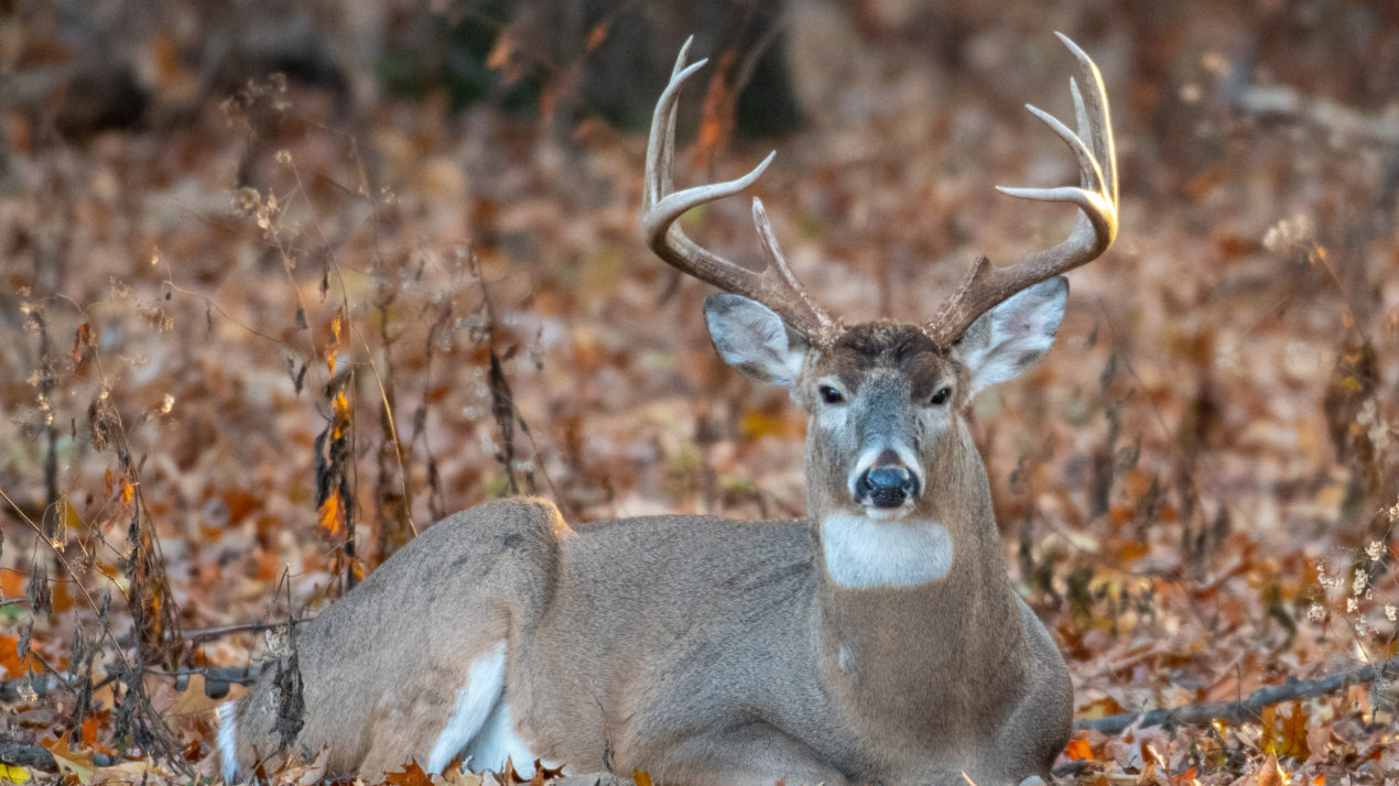 CWD Confirmed In Outagamie County