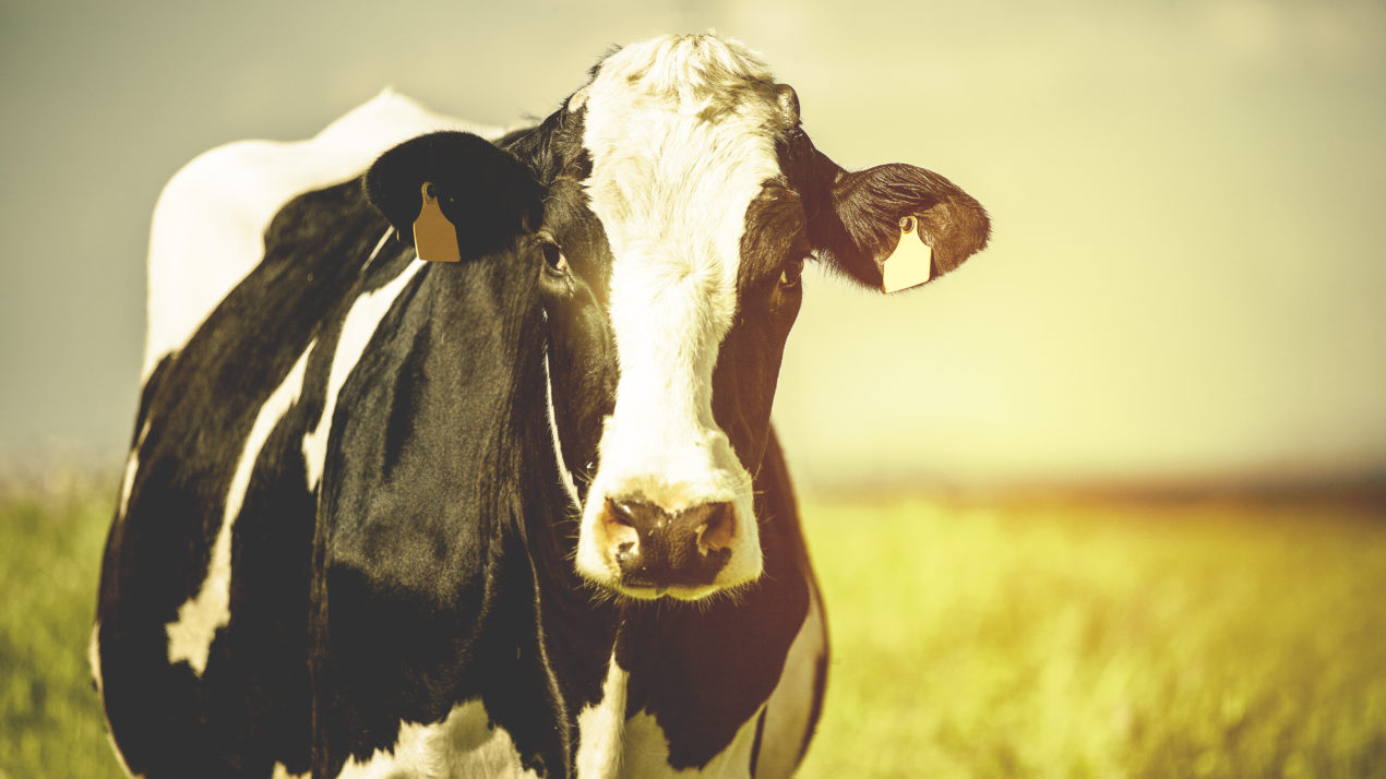 Dairy Expo Releases 2022 Schedule