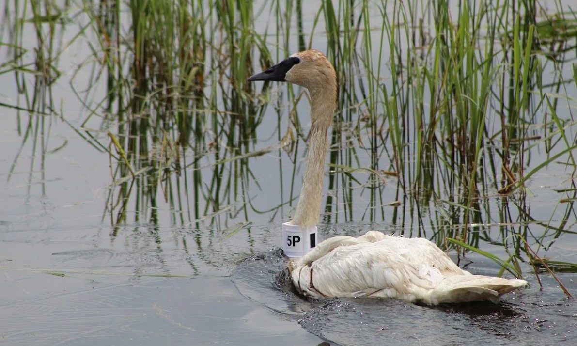 DNR Studies Migration Of Trumpeter Swans