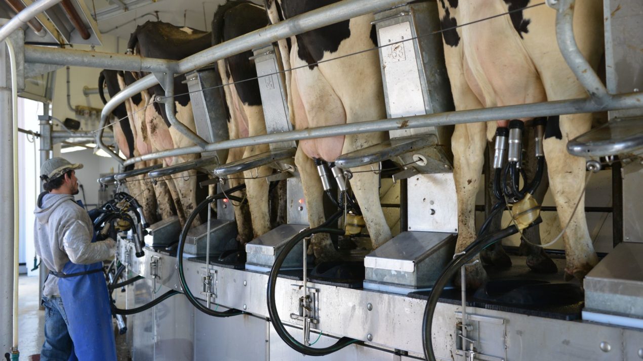 Edge Farmer Testifies On Dairy Pricing